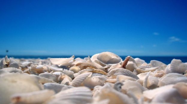 sea shells beach