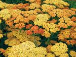Achillea 