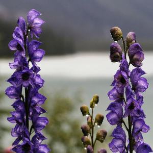 Monkshoods, cooling the medium.