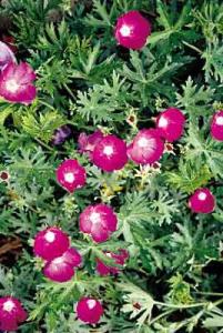 Callirhoe involuctra