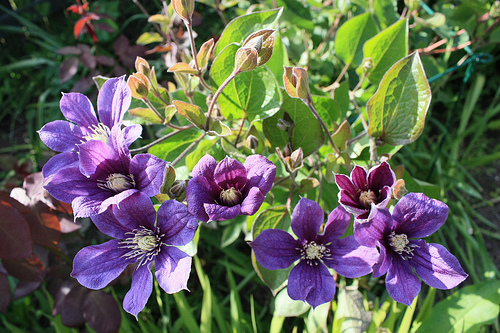 clematis durandii