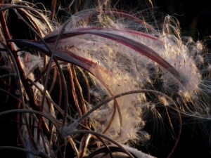 Seed heads, by John Lofgreen.