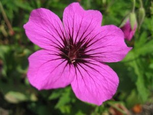 Geranium 'Patricia', photo by Simon Ross