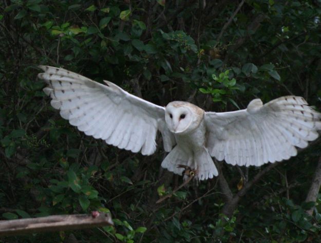 barn-owl-wallpaper-5