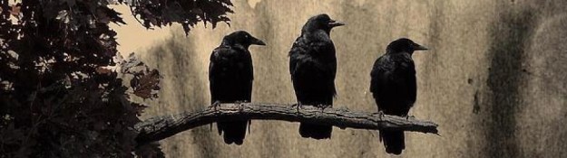 cropped-316389_141483662701554_453053184_n