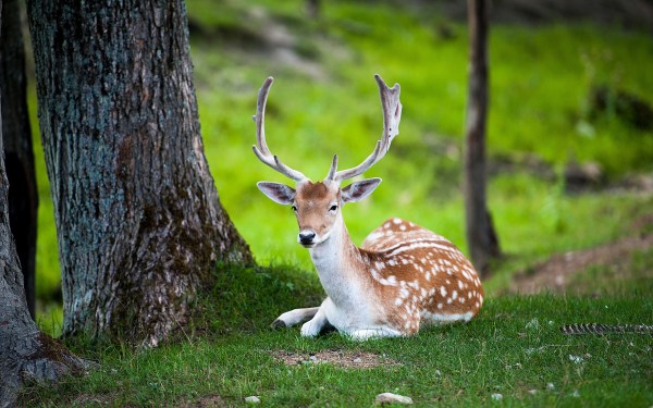 deer-antlers-forest-trees-grass-wide-hd-wallpaper
