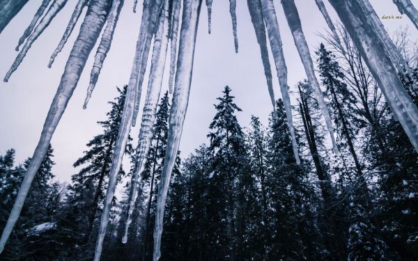 23318-icicles-and-tall-firs-1280x800-nature-wallpaper