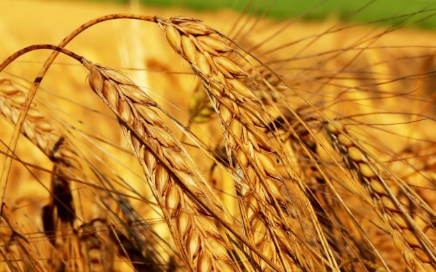 field_ears_agriculture_crop_grain_42484_1280x800