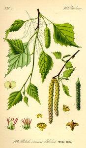 Illustration_Betula_pendula0