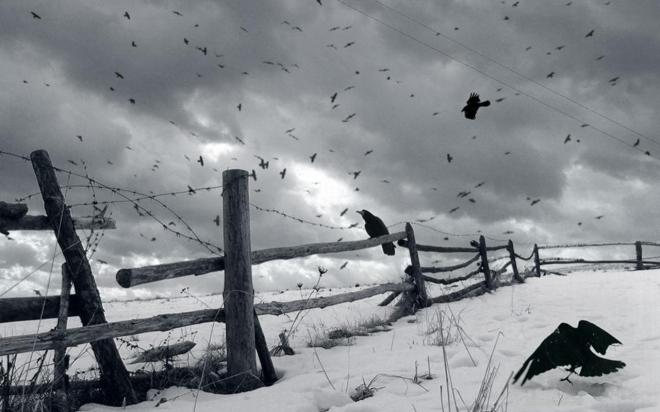 crows winter landscape