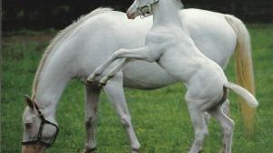 white thoroughbred horse and foal