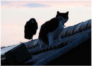 raven_and_cat
