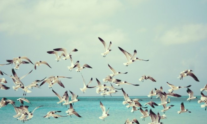 Njord liked life by the sea, but Skadi couldn't stand the gulls screaming.